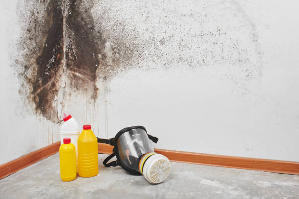 Best Crawl Space Mold Removal  in Felida, WA