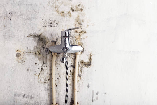 Best Mold Cleaning Services  in Felida, WA
