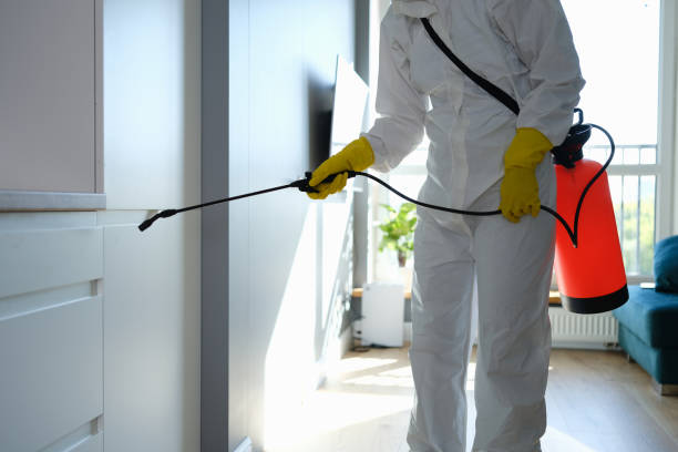 Best Local Mold Removal Service  in Felida, WA
