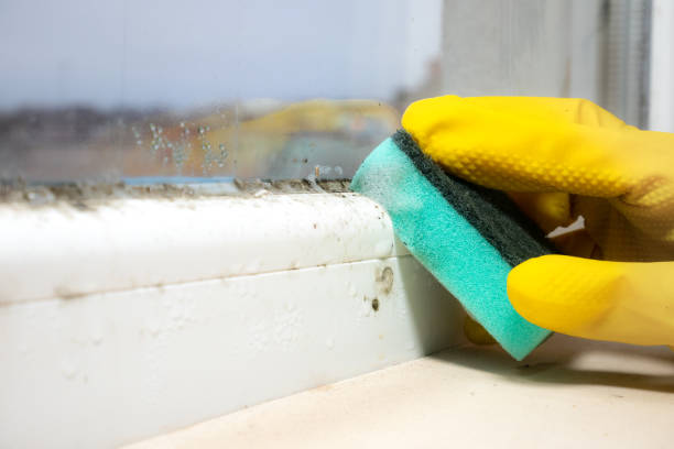 Best Black Mold Removal  in Felida, WA