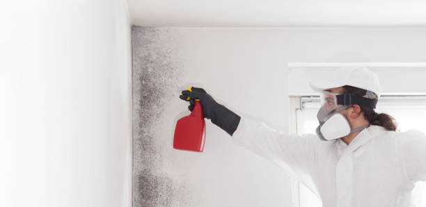 Best Affordable Mold Removal  in Felida, WA