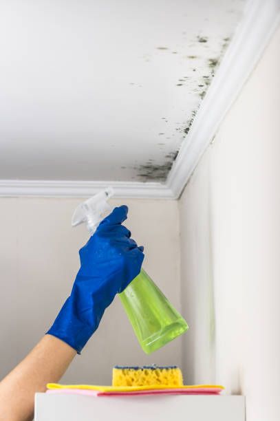 Best Toxic Mold Removal  in Felida, WA